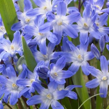 Chionodoxa Blue Giant - Glory of the Snow