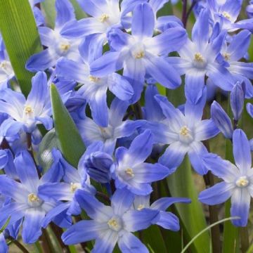 SPECIAL DEAL - Chionodoxa Blue Giant - Glory of the Snow - Pack of 12