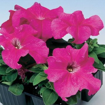 Petunia Tango Pink