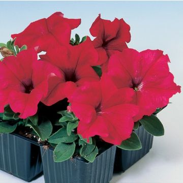 Petunia Tango Red