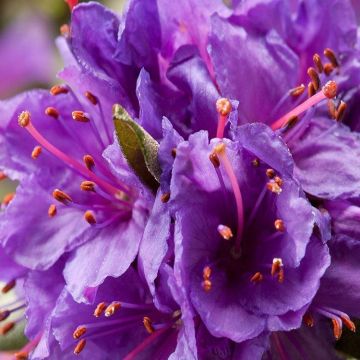 Rhododendron impeditum Dwarf Blue Silver