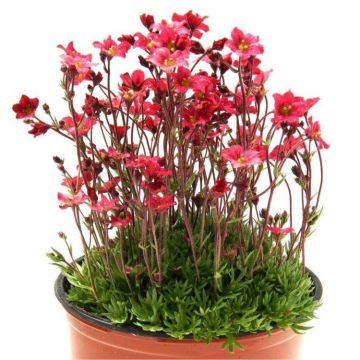 Saxifraga Mossy RED - Cushion Saxifrage Plants