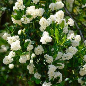 Ceanothus thyrsiflorus Millerton Point - Snow Flurries Evergreen White Californian Lilac