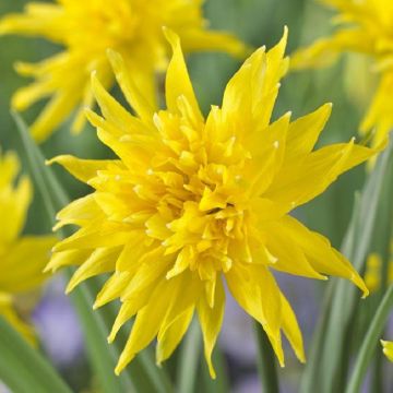 SPECIAL DEAL - Narcissus Rip van Winkle - Dwarf Double Daffodil - Pack of 10 Bulbs