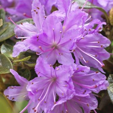 Rhododendron Moerheim - Dwarf Evergreen Rhododendron