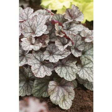 Heuchera 'Silver Scrolls'