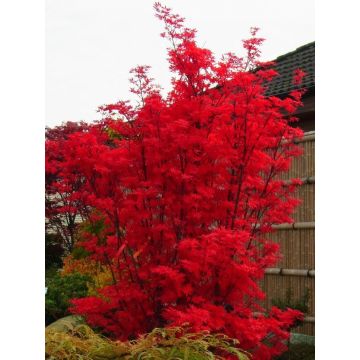 Acer Japanese Maple Tree - Skeeters Broom - Large circa 140cms tall