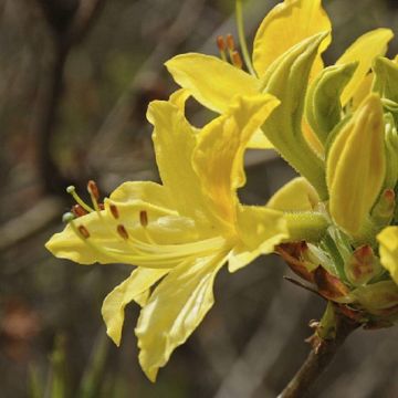 Azalea mollis Luteum - Rare Golden Egg Yolk Yellow Deciduous Azalea