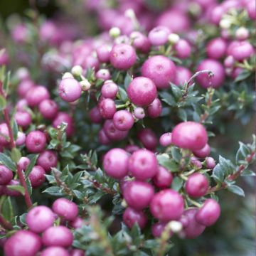 Pernettya mucronata Rosy Pink - Evergreen Prickly Heath Berry Plants