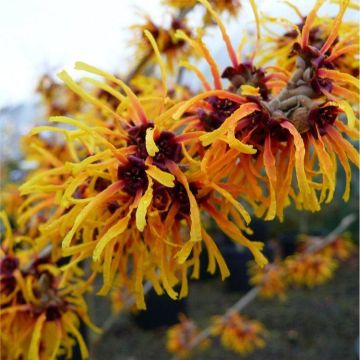 Hamamelis x intermedia Orange Beauty - Witch Hazel