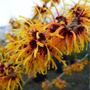 Hamamelis x intermedia Orange Beauty - Witch Hazel - LARGE Specimen 120-140cm