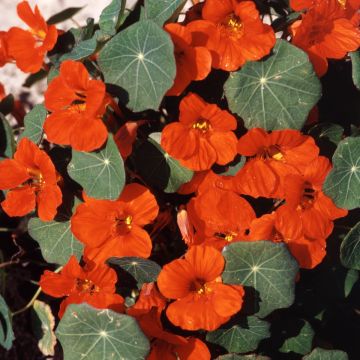 Nasturtium Tom Thumb Empress of India