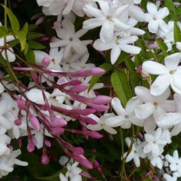 Perfumed Chinese Jasmine - Jasminum polyanthemum