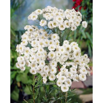 Achillea ptarmica The Pearl