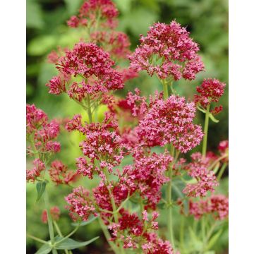 Centranthus ruber coccinea - Valerian