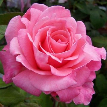 Rose Congratulations - Hybrid Tea Bush Rose