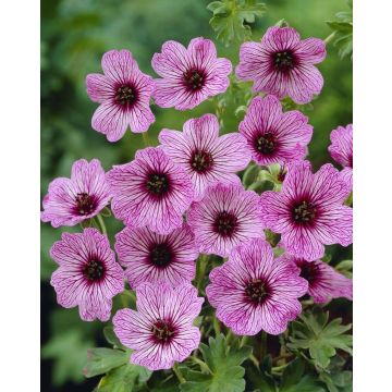 Geranium cinereum 'Ballerina'