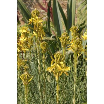 Asphodeline lutea 'Yellow Candle'