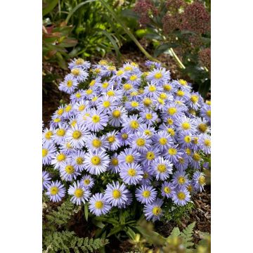 Aster novi belgii 'Lady in Blue'  - Michaelmas Daisy