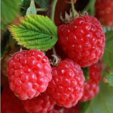 Raspberry Ruby Beauty - Dwarf Summer Fruiting Raspberry Plants
