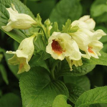 Weigela middendorffiana - Yellow Flowered Weigela