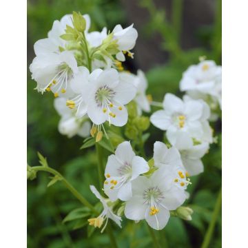 Polemonium caeruleum album - Jacob's ladder