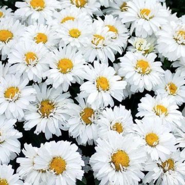 Leucanthemum x superbum Freak! - Shasta Daisy