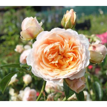 Rose Ginger Syllabub - Climbing Rose