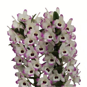 Dendrobium nobilis Love Memory - Premium Quality Towering Orchid in Classic White display pot