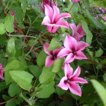 Clematis texensis Duchess of Albany - Late Summer Flowering Clematis