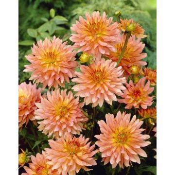 Dahlia Extase
