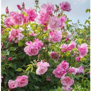 Rose Madame Gregoire Staechelin - Climbing Rose