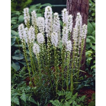 Liatris spicata Floristan White - White Gay Feather Plants