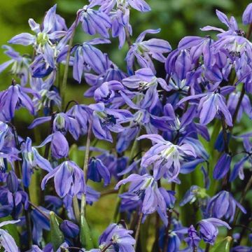 Scilla sibirica - Siberian Squills in Bud & Bloom