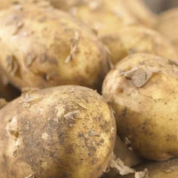 Maris Piper - Main Crop Seed Potatoes - Pack of 10