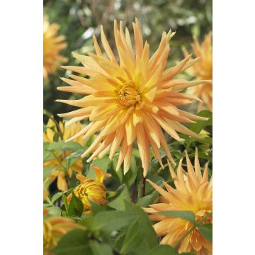 Dahlia Gold Crown