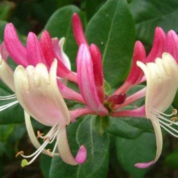 Lonicera japonica Red World - Japanese Honeysuckle