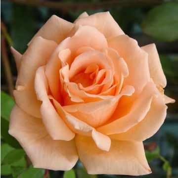 Rose Breath of Life - Climbing Rose
