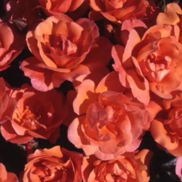 Rose 'Southampton'