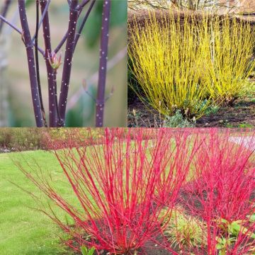 Cornus Collection - Winter Colour Dogwood Collection - Pack of THREE