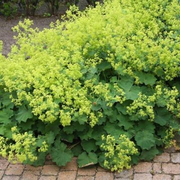 Alchemilla Mollis - Ladys Mantle