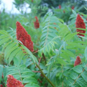 Rhus glabra 'Scarlet Sumach'