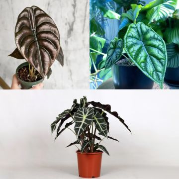 Alocasia Mix - Pack of 3 Plants