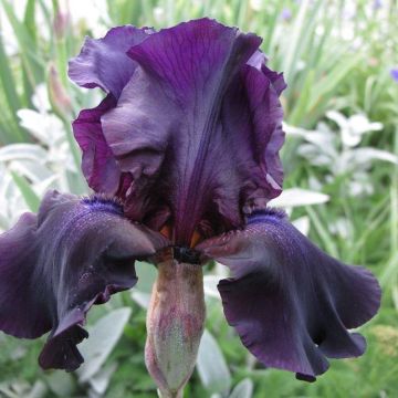 Iris Black Knight