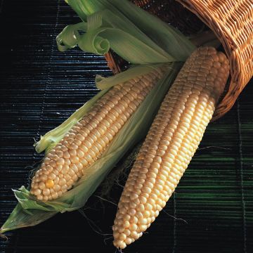 Sweetcorn Plant Northern Extra Sweet