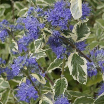 Caryopteris White Surprise