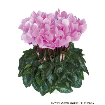 Cyclamen Rose Aquarel in Bud & Bloom
