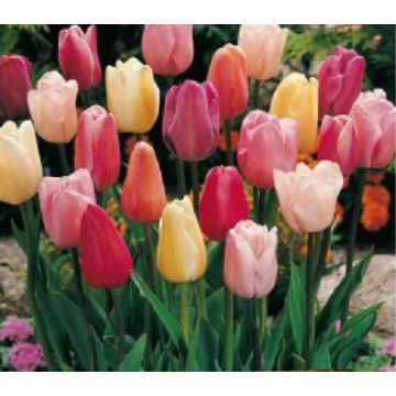 Tulip 'Triumph Pastel Mix' - Pack of 25 Bulbs