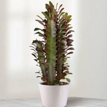 Large African Milk Tree - Euphorbia trigona rubra  - Large indoor Cactus in White Pot