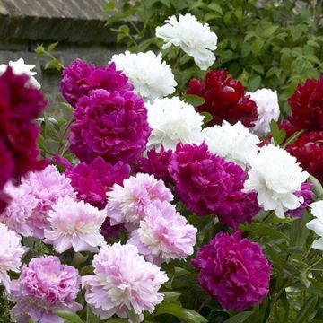 Exotic Looking Fragrant Garden Peony Plants Collection - Pack of THREE Plants